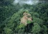 Animals Jungle: Decoding the Secrets of Rainforest Ecosystems An aerial view showcasing the dense canopy of a tropical rainforest