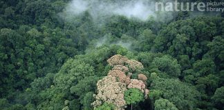 An aerial view showcasing the dense canopy of a tropical rainforest