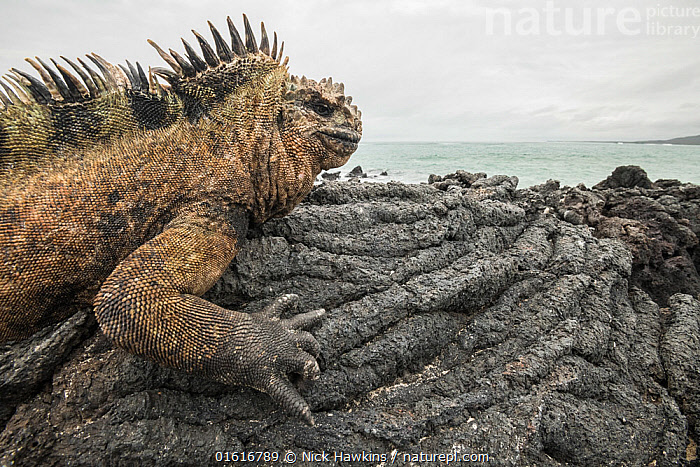 A marine iguana basking in the sun on the volcanic rocks of the Galapagos Islands