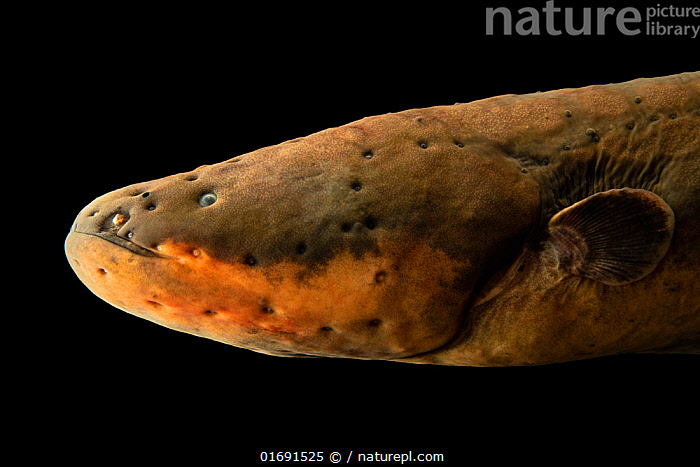 A detailed view of an electric eels head showcasing its sensory organs