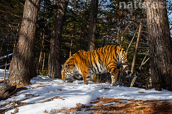 A powerful Siberian tiger blends into the snowy landscape