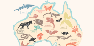 An infographic illustrating the conservation status of various Australian animals highlighting those at risk of extinction