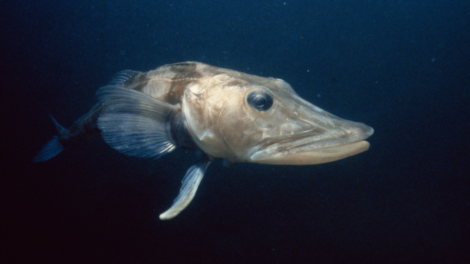 An Antarctic icefish showing its transparent blood lacking hemoglobin