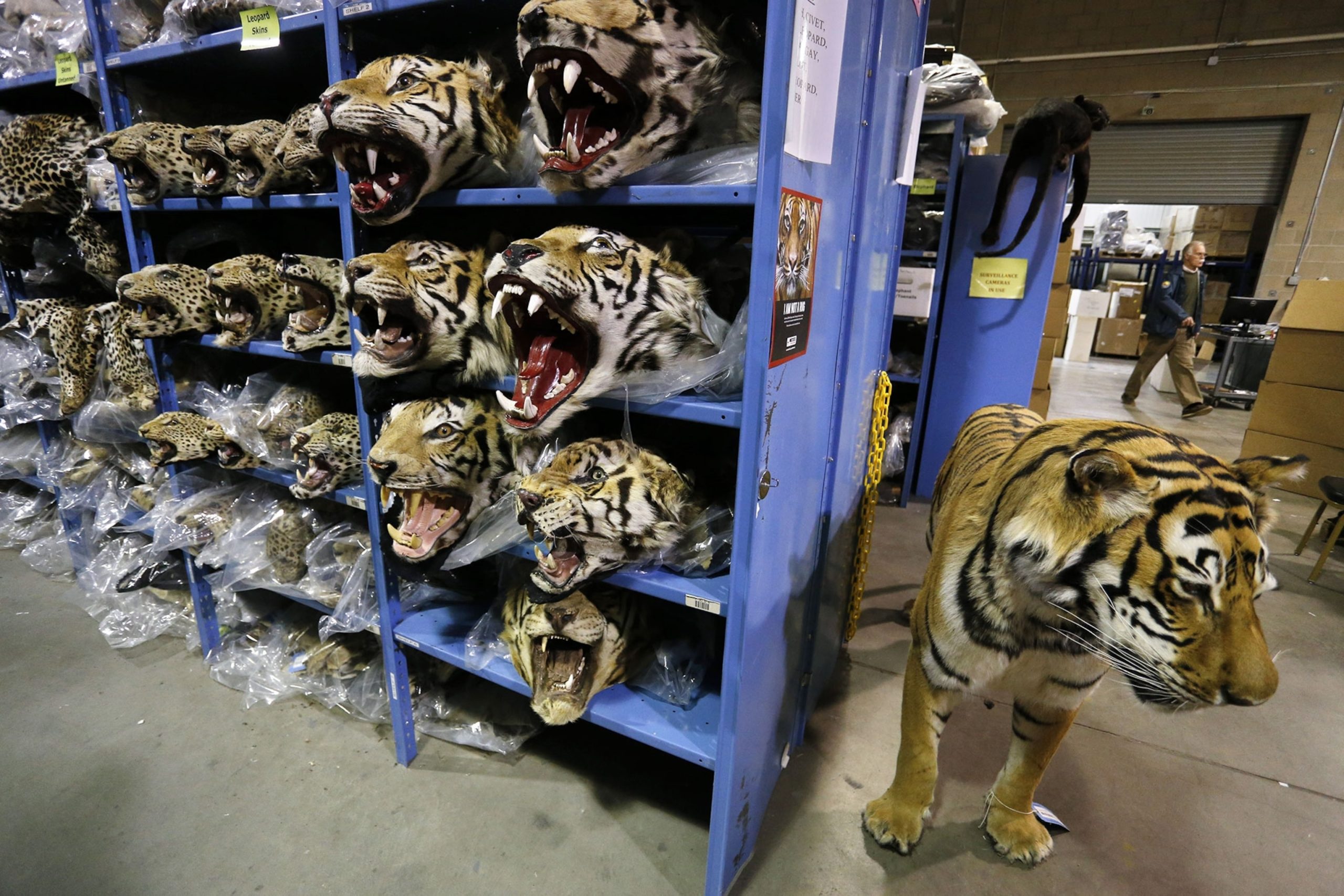 Confiscated illegal wildlife products a stark reminder of the devastating impact of the trade