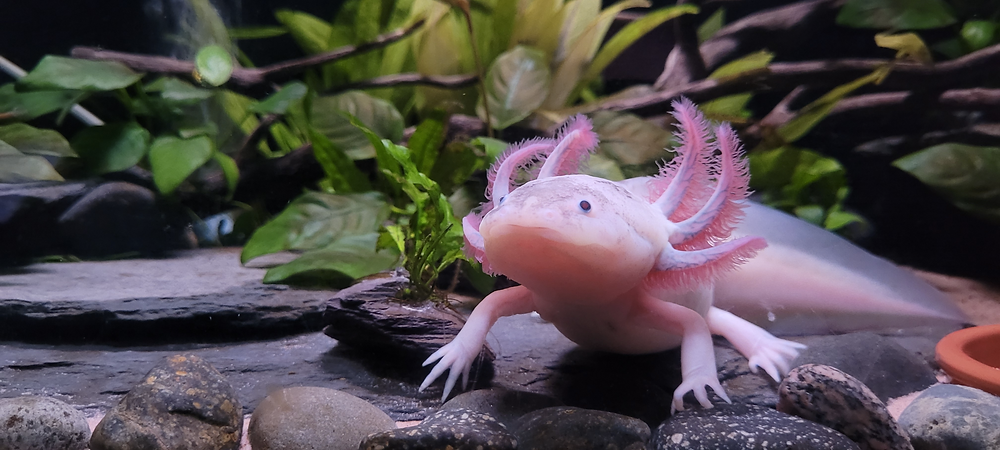 A vibrant pink axolotl showcasing its feathery gills