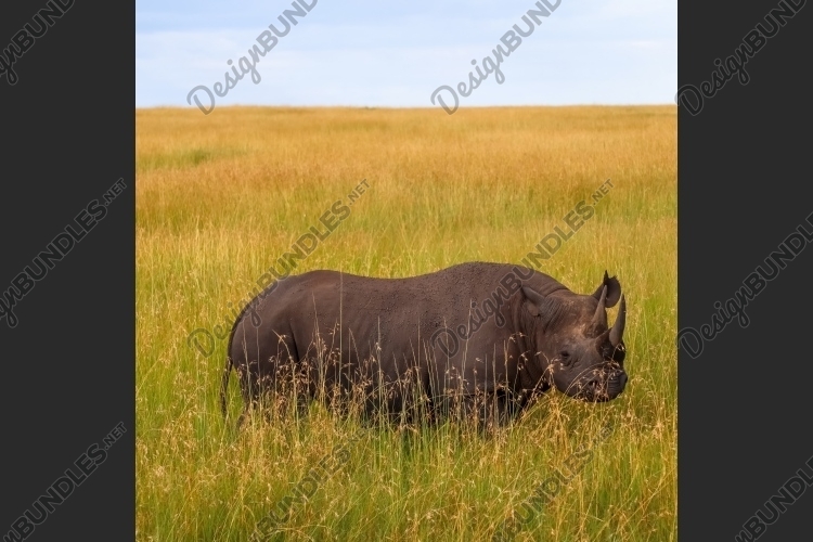 A majestic black rhinoceros its horn a symbol of both power and vulnerability