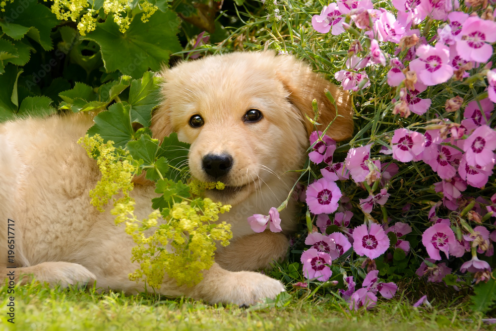 A playful Golden Retriever puppy a classic family dog