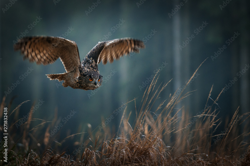 An owl demonstrating silent flight during a night hunt