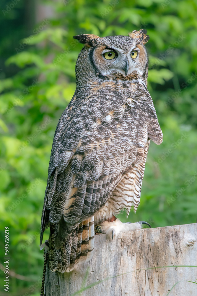 Rendering the owls feathers with shading and highlights