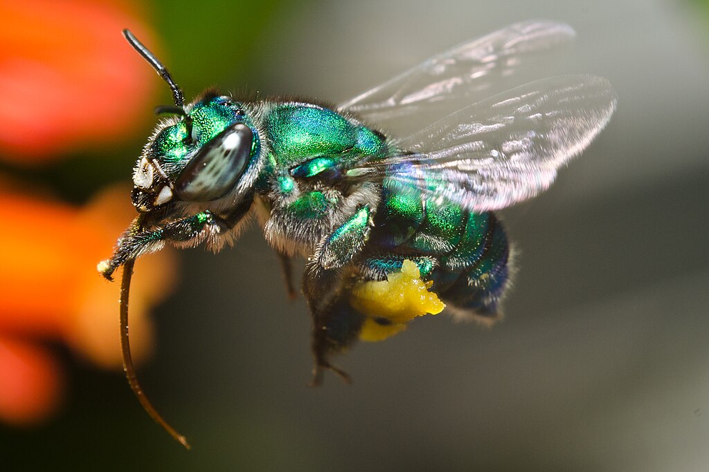 An orchid bee pollinating a flower in the Amazon Rainforest