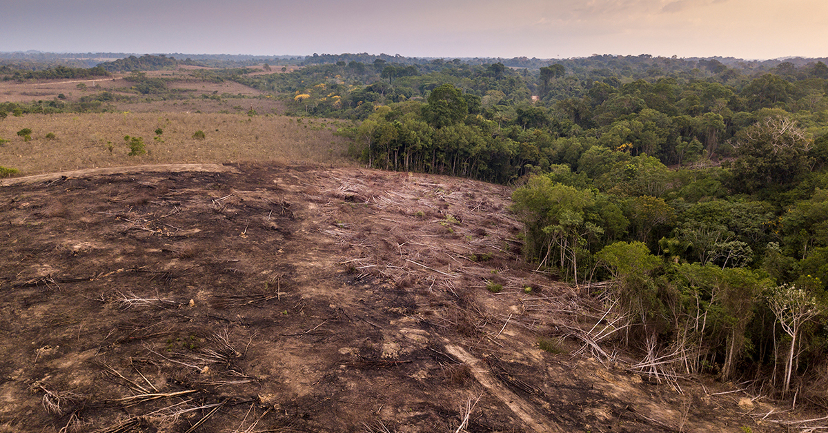 Deforestation is a major threat to rainforest biodiversity