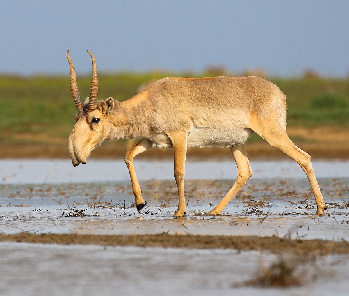 A Saiga Antelope showcasing its distinctive oversized nose