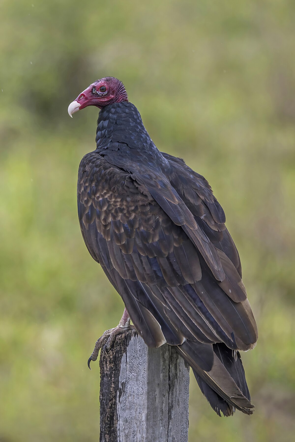 A Turkey Vulture scavenging for carrion