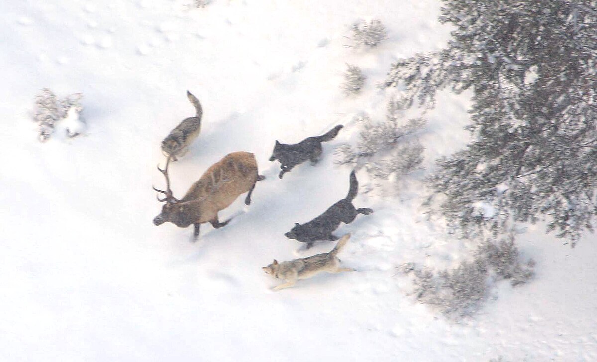 A wolf pack demonstrating strategic hunting behavior