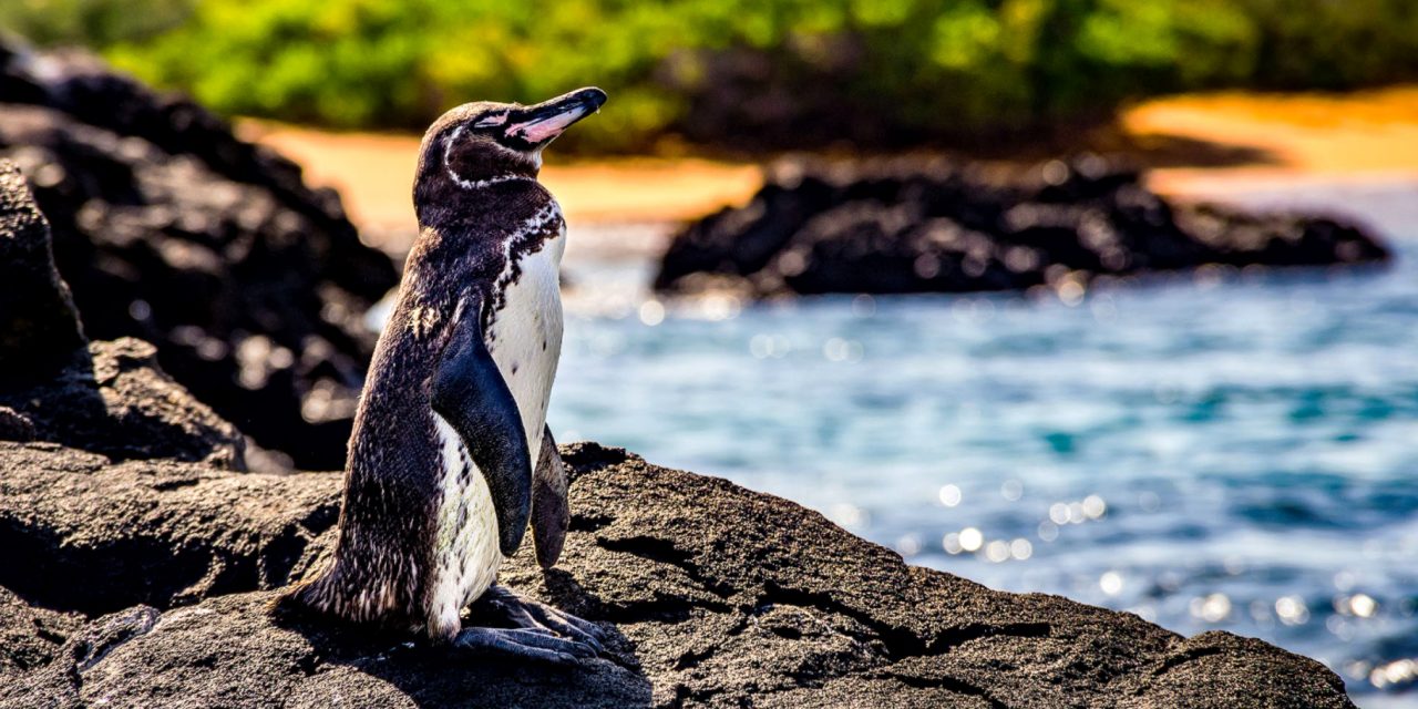 Endangered animals in their natural habitat a crucial focus of conservation efforts