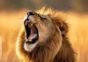 Top Wild Animals List with Names, Pictures, and Interesting Facts A majestic lion roaring in the savannah showcasing the wilds raw power