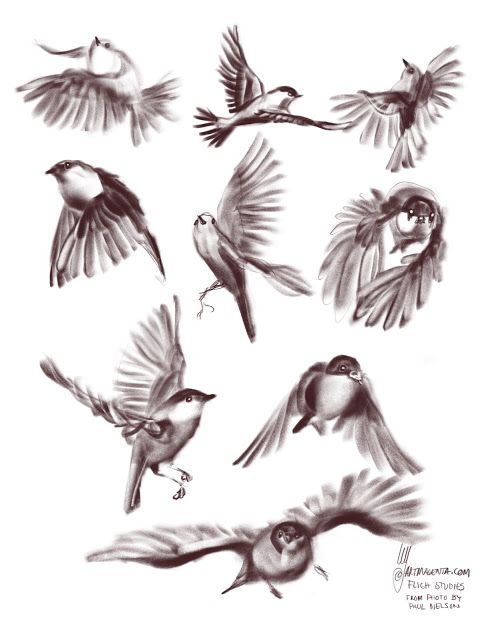 Quick gesture drawing capturing the birds movement
