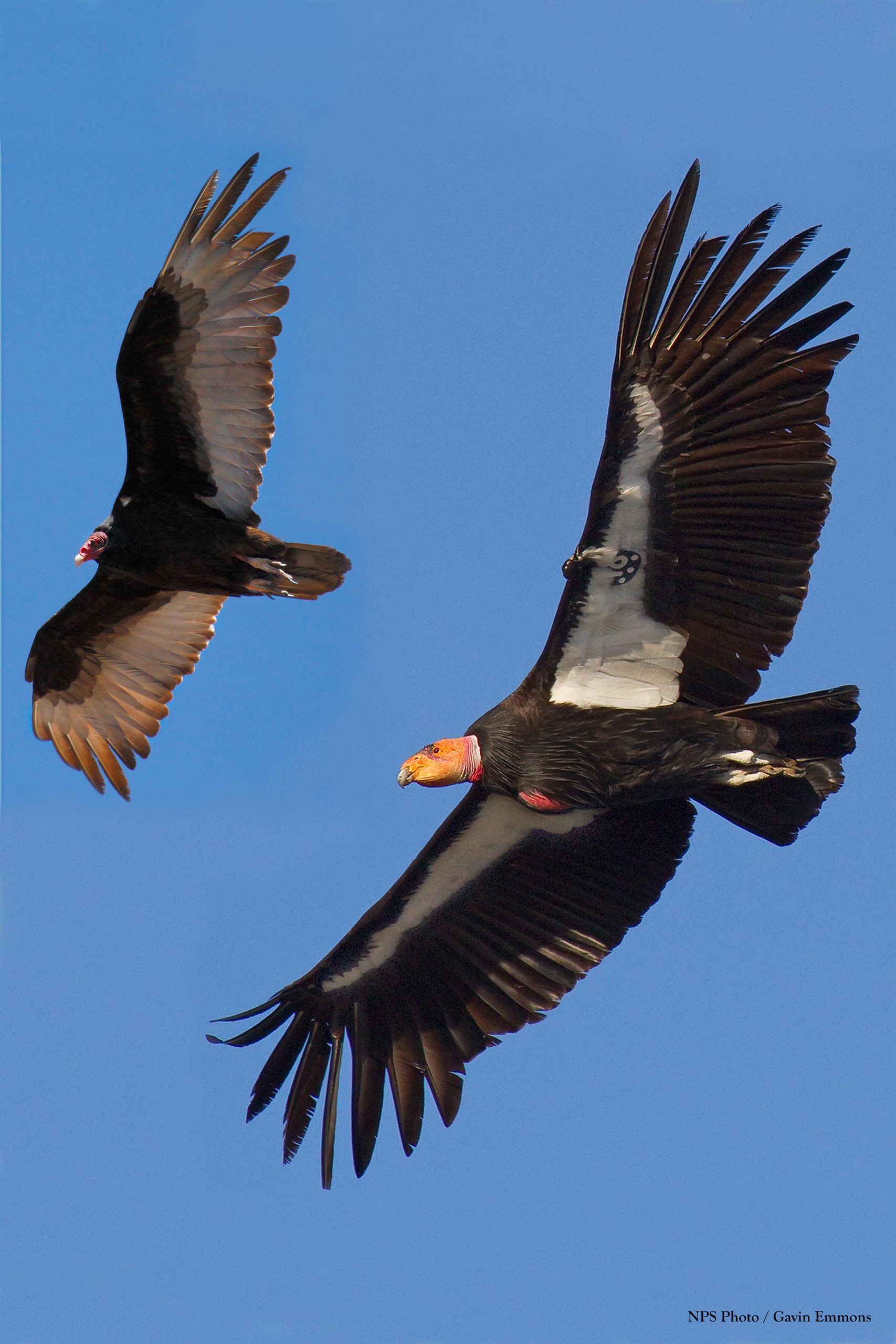 A California Condor soaring over the landscape
