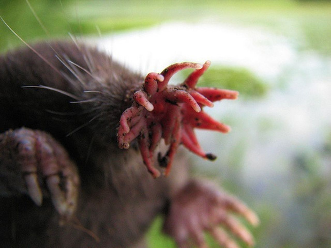 A StarNosed Mole highlighting its distinctive starshaped nose