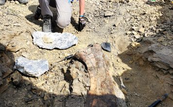 Extinct Animals and Their Ecosystem Impact: A Global Analysis Paleontologists excavating a dinosaur fossil illustrating the natural process of extinction over geological time