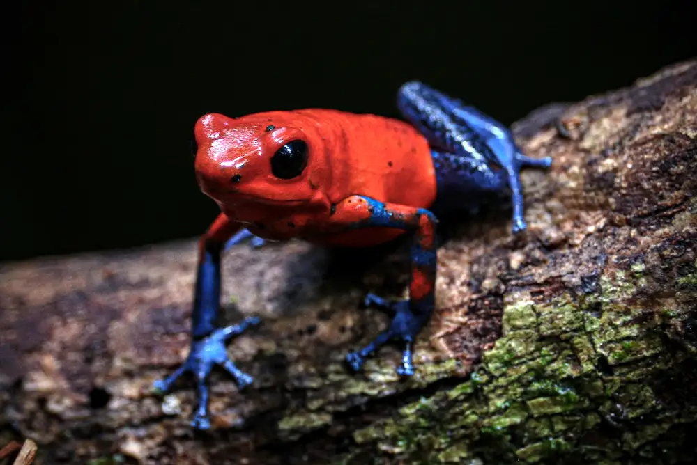 A vibrant Poison Dart Frog showcasing its warning coloration