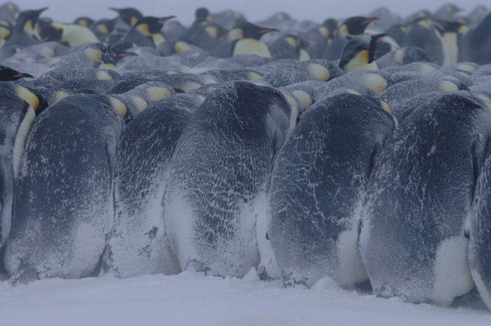 Emperor penguins huddling together to keep warm in Antarctica