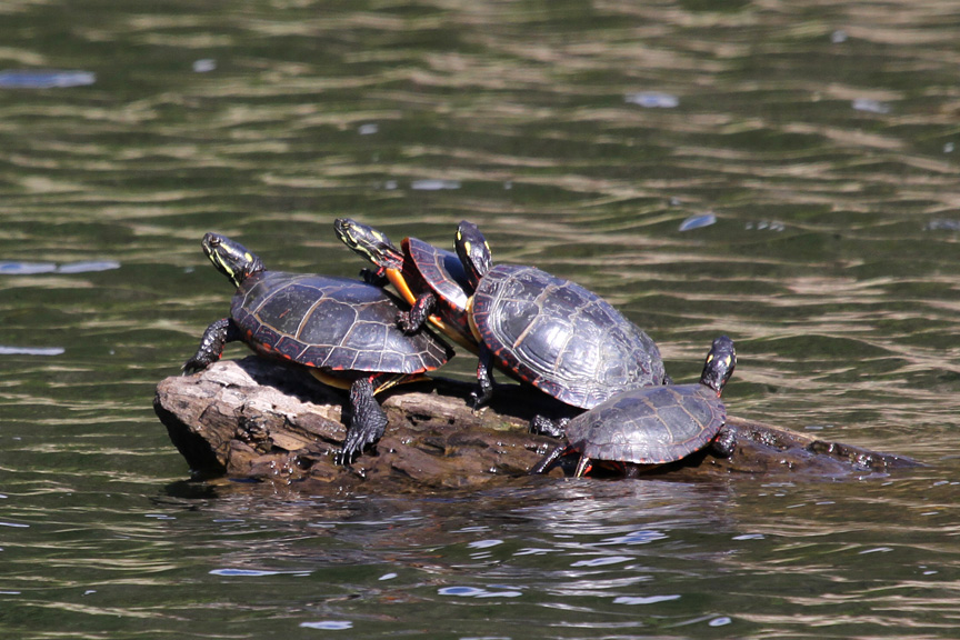 A painted turtle basking in the sun on a log in a freshwater pond