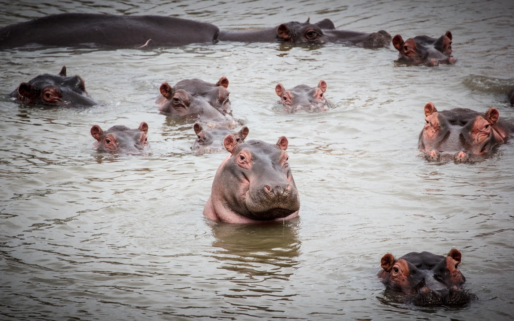 The vibrant ecosystem of an African wetland a haven for diverse wildlife