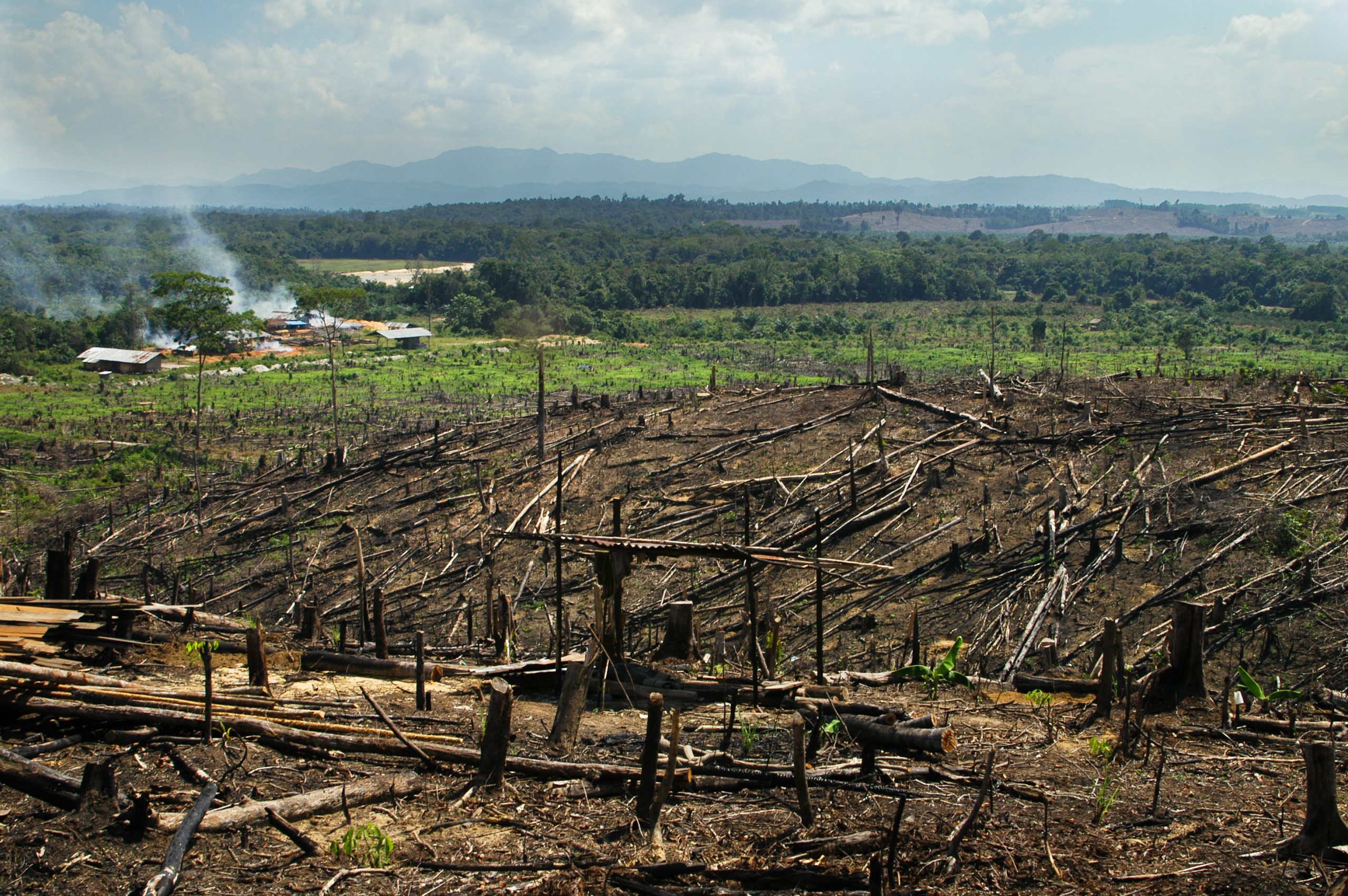 A devastating view of a palm oil plantation replacing a lush rainforest in Sumatra Indonesia