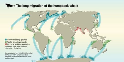 A map illustrating the incredible migration route of humpback whales showcasing their journey between feeding and breeding grounds