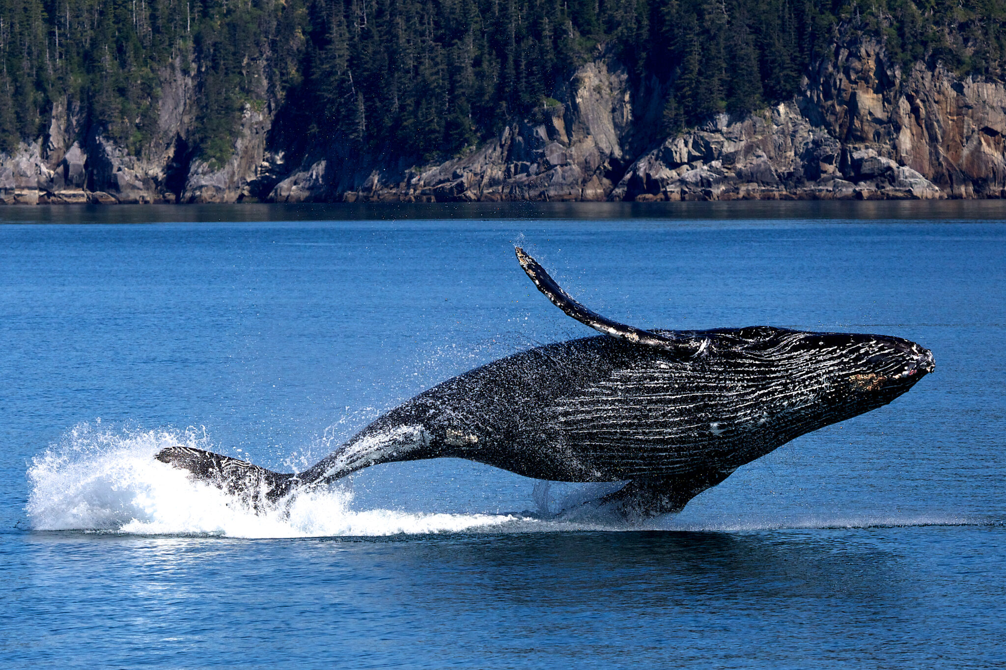 A humpback whale breaching in the Arctic showcasing its massive size and blubber layer