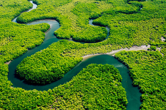 The Amazon rainforest a vital carbon sink and oxygen producer