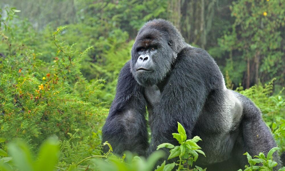 A majestic silverback gorilla in its natural rainforest habitat