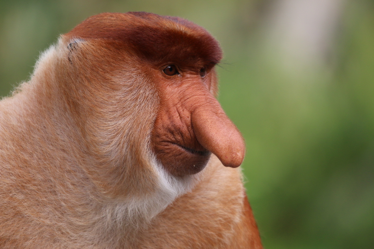 A male Proboscis Monkey displaying his impressive nose
