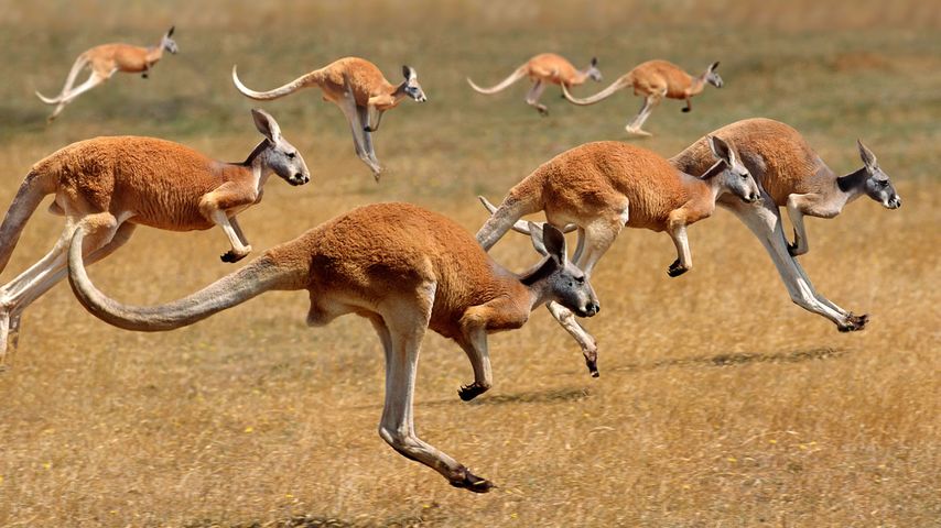 A majestic Red Kangaroo effortlessly bounding across the Australian outback