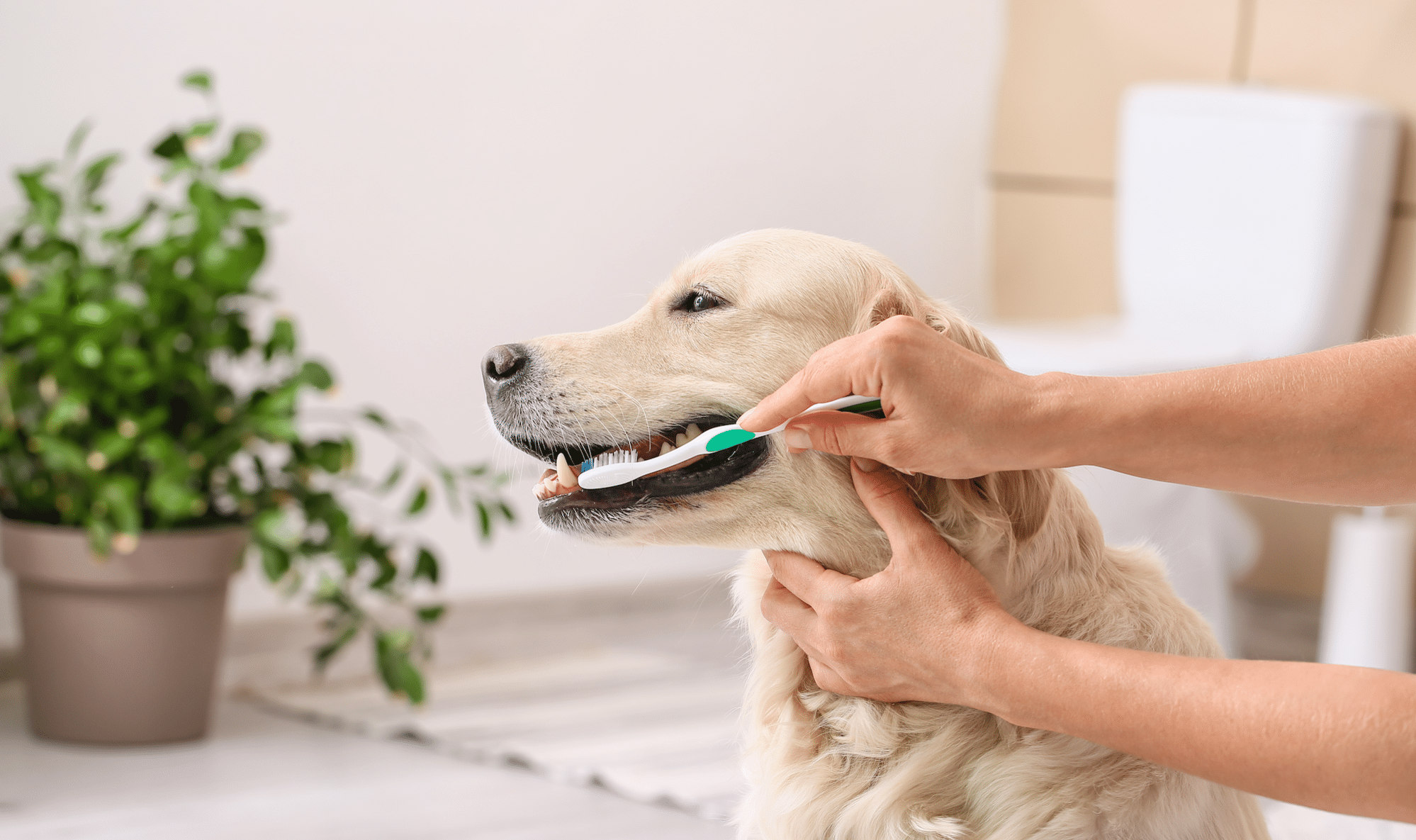 Responsible pet ownership includes regular veterinary care and grooming