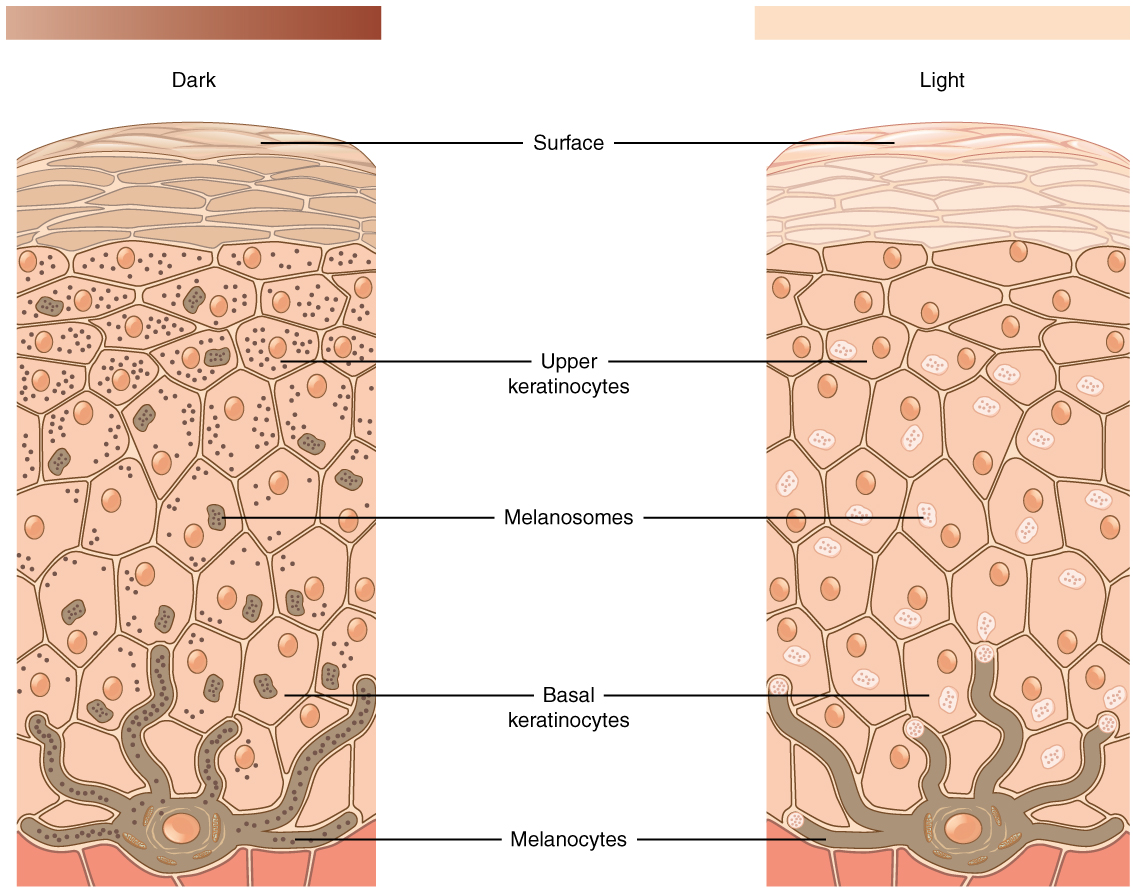 Microscopic image illustrating the germinal layer of a horn and the production of keratin