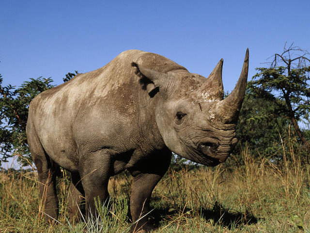 A black rhinoceros grazing in the African savanna showcasing its distinctive hooked lip