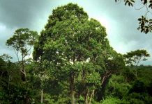Amazon Rainforest: Discover the Hidden Ecosystems Beyond Animals Majestic Brazil nut tree standing tall in the Amazon