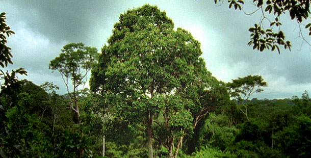 Majestic Brazil nut tree standing tall in the Amazon
