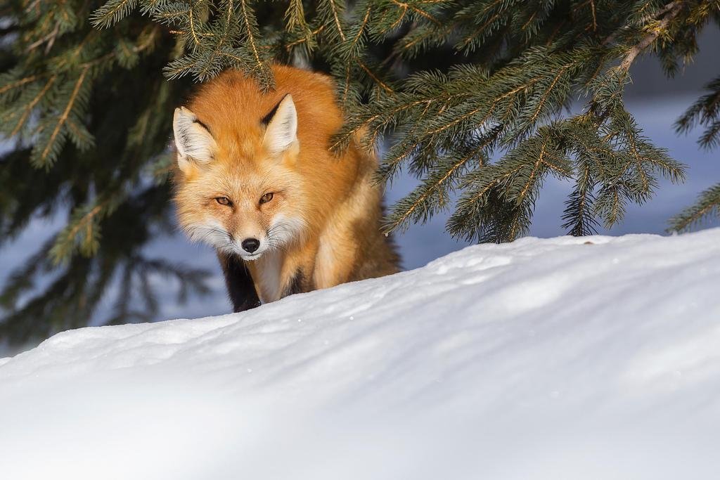 A cunning red fox stealthily hunting in a winter forest landscape