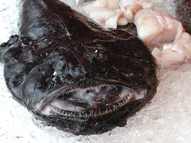 A Monkfish showcasing its bioluminescent lure