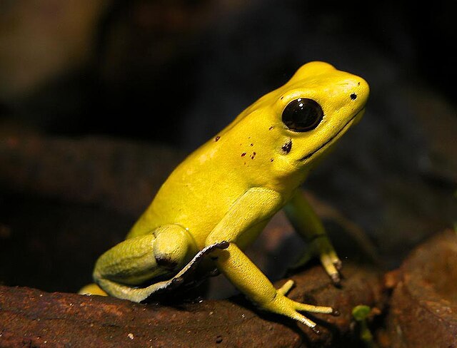 A vibrant poison dart frog showcasing the incredible biodiversity of the rainforest