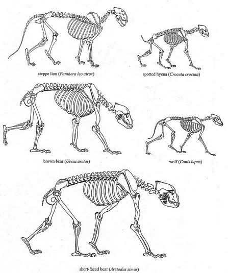 Comparative skeletal structures of a dog cat and lion highlighting key differences