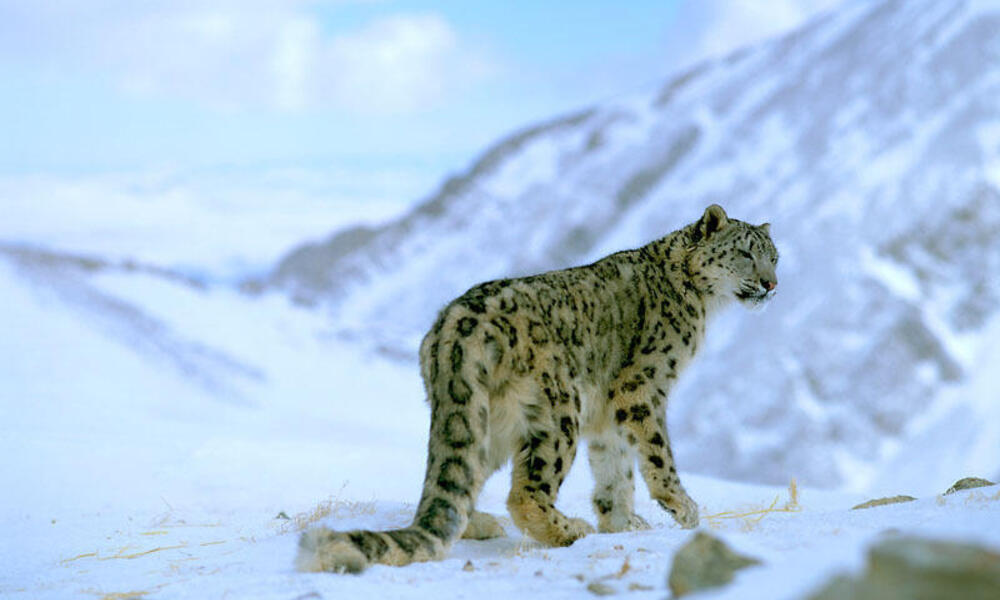 Snow Leopard navigating the snowy terrain