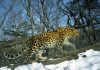 The elusive Amur leopard one of the rarest big cats