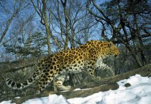 Rare Animals: Uncovering the Secrets of Earth’s Hidden Species The elusive Amur leopard one of the rarest big cats