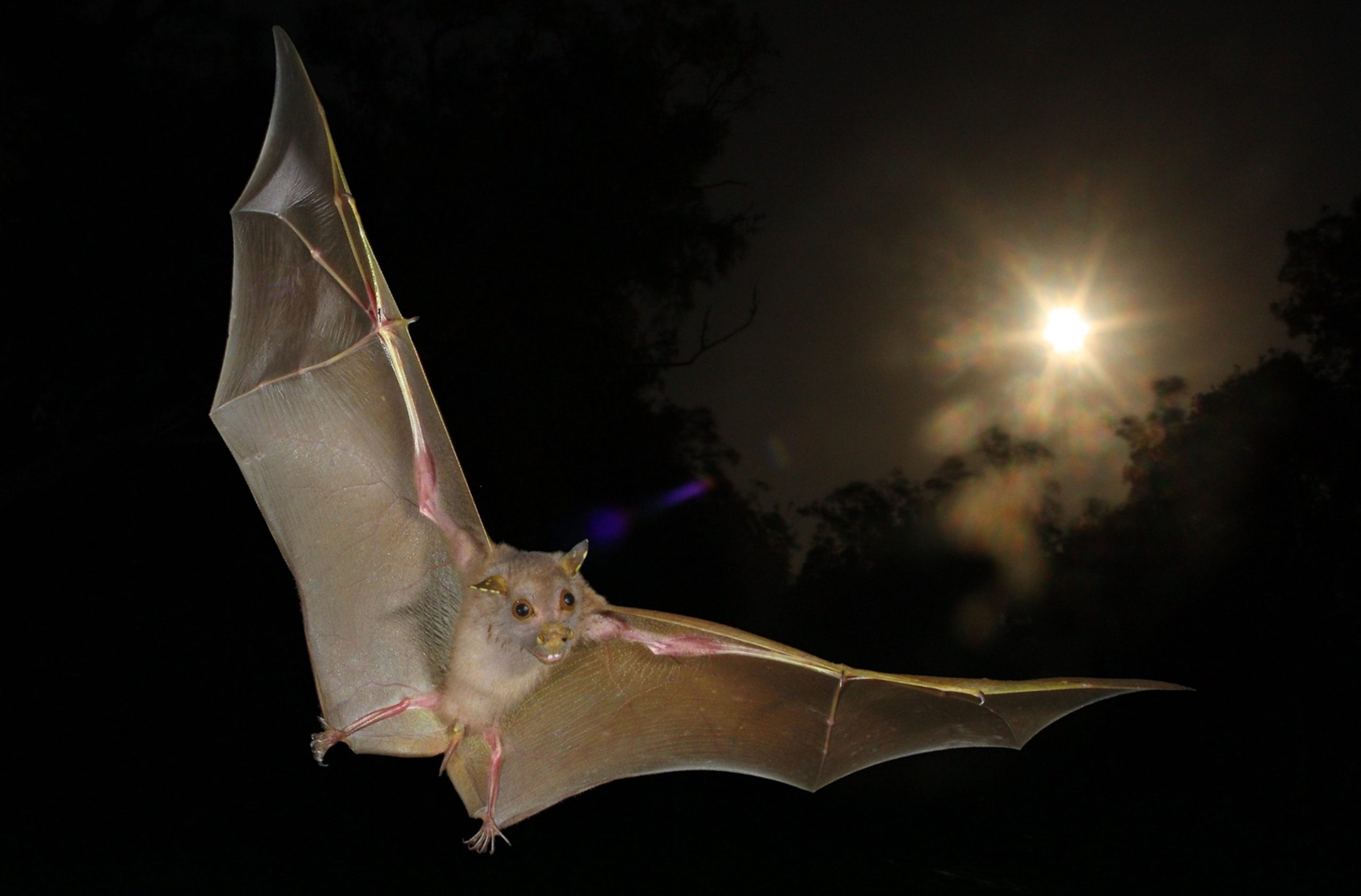 Bats using echolocation to navigate and hunt at night
