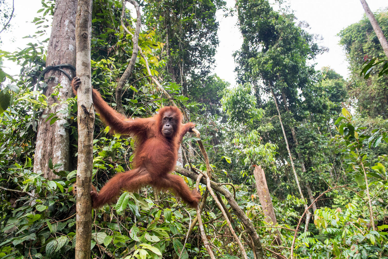 A Sumatran orangutan swinging through the rainforest canopy in Indonesia