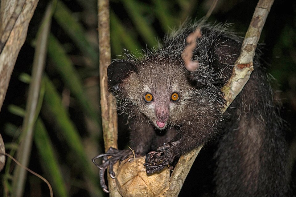 An AyeAye using its long middle finger to forage for insects
